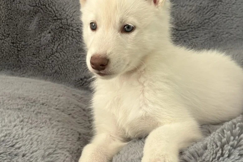 Siberian Husky