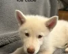 Siberian Husky