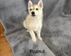 Siberian Husky