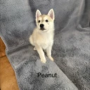 Siberian Husky