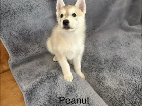 Siberian Husky