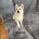 Siberian Husky