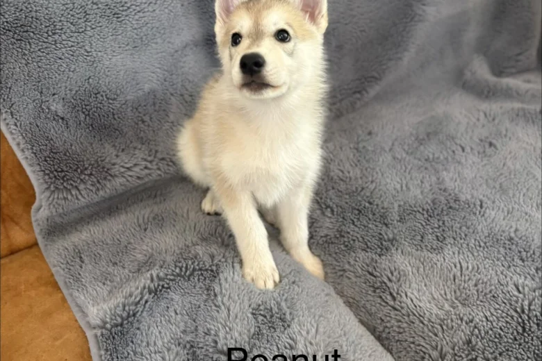 Siberian Husky