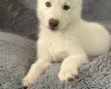 Siberian Husky