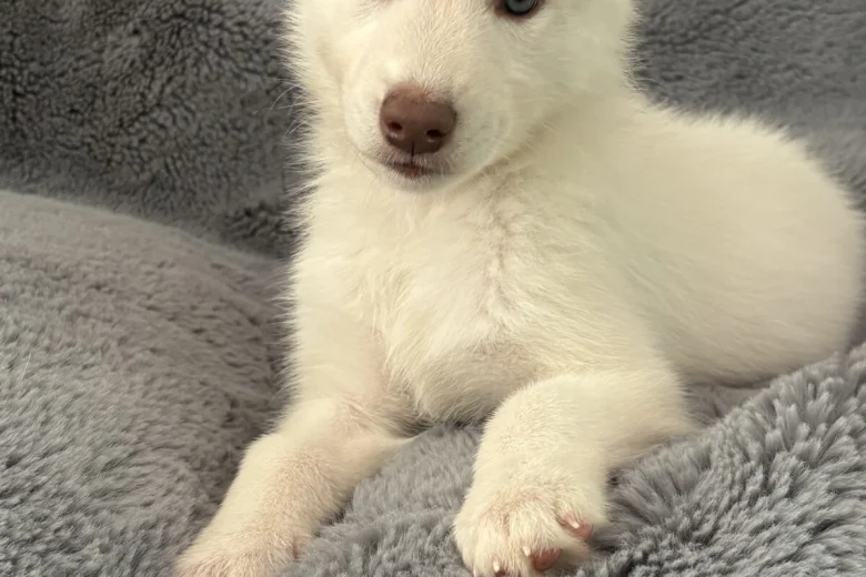 Siberian Husky