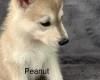 Siberian Husky