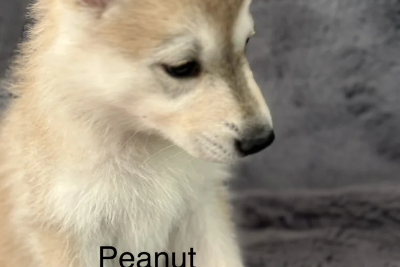 Siberian Husky