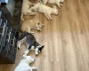 Siberian Husky
