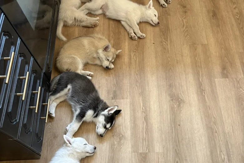 Siberian Husky