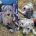 Italian Greyhound