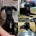 Italian Greyhound
