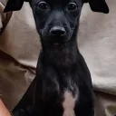 Italian Greyhound