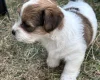 Jack Russell