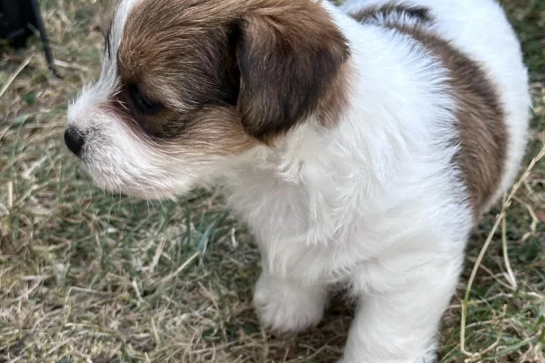 Jack Russell