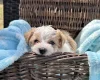 Jack Russell