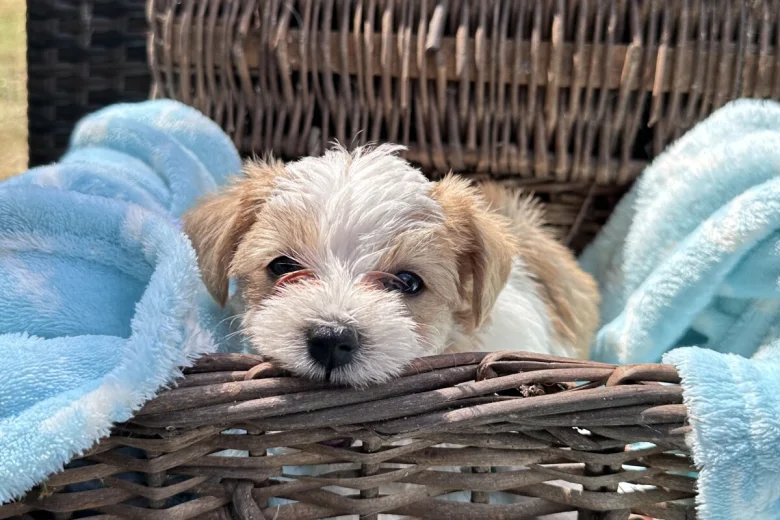 Jack Russell