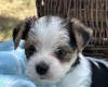 Jack Russell