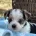 Jack Russell