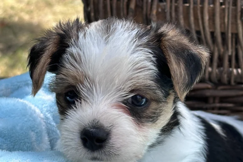 Jack Russell