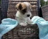 Jack Russell