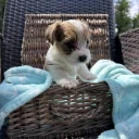 Jack Russell
