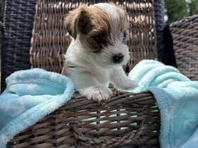 Jack Russell