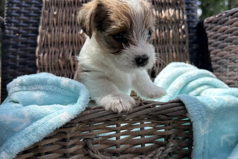 Jack Russell