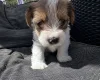 Jack Russell