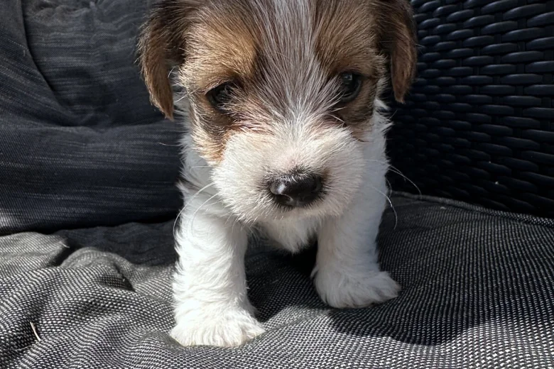 Jack Russell