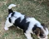 Jack Russell