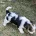 Jack Russell
