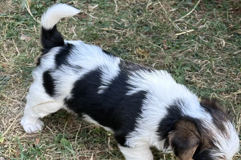 Jack Russell