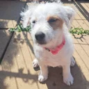 Jack Russell