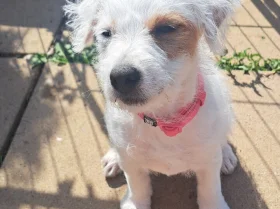 Jack Russell