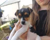 Jack Russell