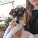 Jack Russell
