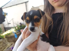 Jack Russell