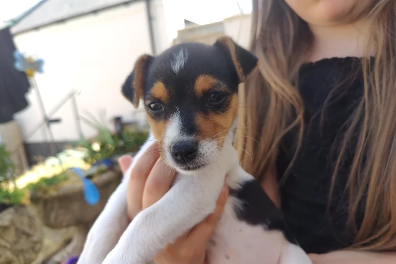 Jack Russell