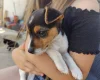 Jack Russell