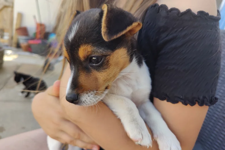 Jack Russell