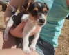 Jack Russell