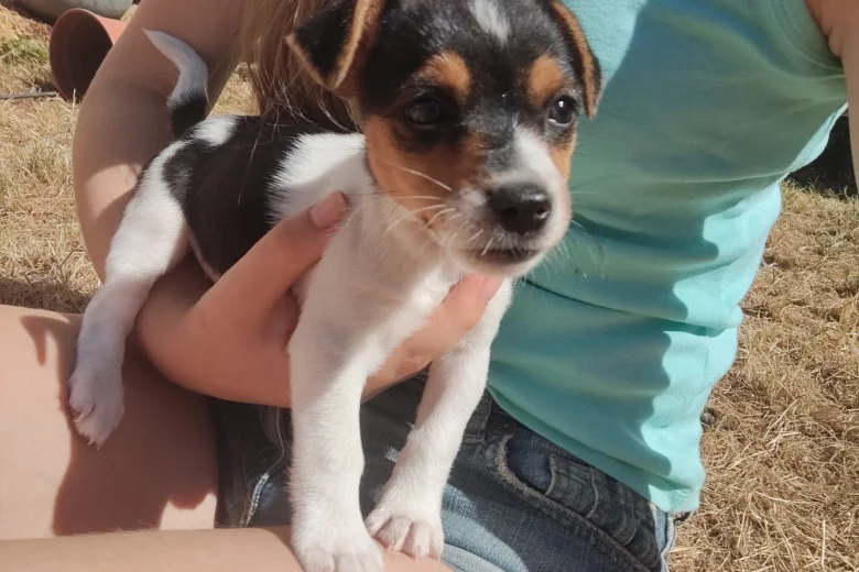Jack Russell