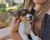 Jack Russell