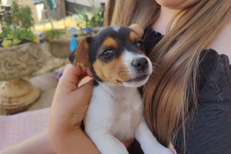 Jack Russell