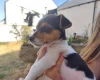 Jack Russell
