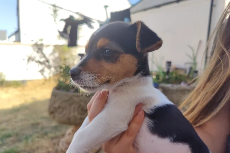 Jack Russell