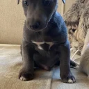 Jack Russell