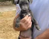Jack Russell