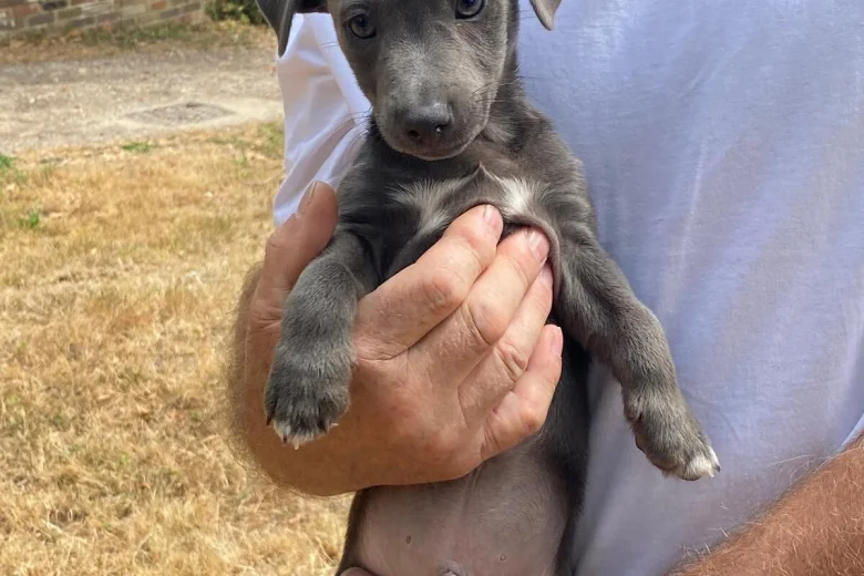 Jack Russell