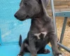 Jack Russell